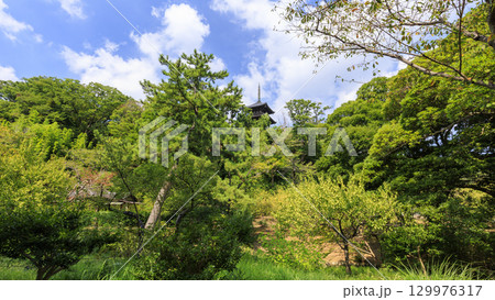 池のある三渓園 129976317