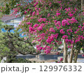 色鮮やかな百日紅の花 129976332