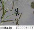 水辺の草に止まるハグロトンボ 129976423