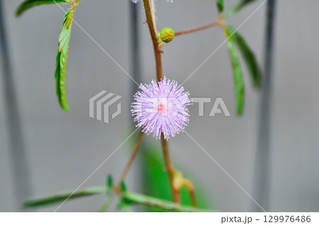 Sensitive plant , Shameplant or Sleeping grass or Mimosa hispidula Kunth or Mimosa pudica L and flower 129976486