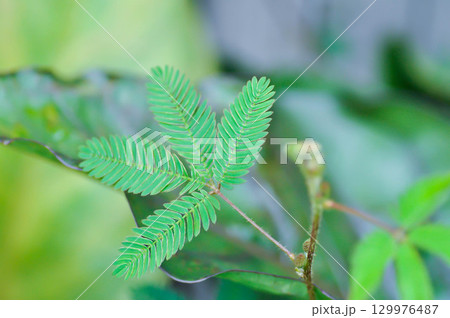 Sensitive plant , Shameplant or Sleeping grass or Mimosa hispidula Kunth or Mimosa pudica L or weed 129976487