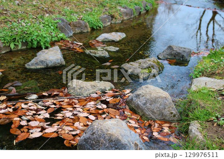 落ち葉が流れる小川　秋の風景 129976511