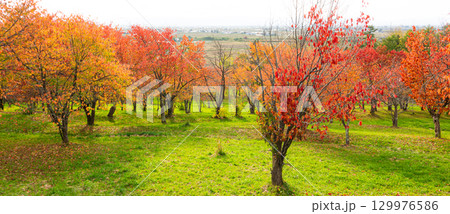 北海道東川町にある秋のキトウシの森の風景 129976586