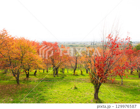 北海道東川町にある秋のキトウシの森の風景 129976587