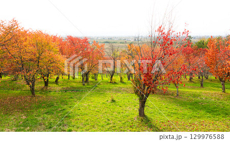 北海道東川町にある秋のキトウシの森の風景 129976588