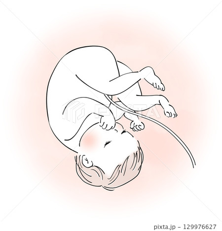 おなかの中の赤ちゃん 129976627