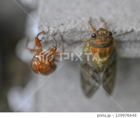 奇跡の瞬間　羽化したばかりのアブラゼミと抜け殻 129976648