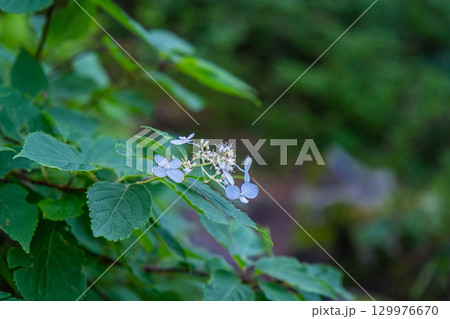 大山ユートピアコースの花々 ヤマアジサイ2 鳥取県西伯郡大山町 大山ユートピアコースの花々 ヤマアジサイ2 鳥取県西伯郡大山町 129976670