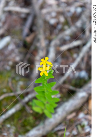 大山ユートピアコースの花々 オトギリソウ 鳥取県西伯郡大山町 大山ユートピアコースの花々 オトギリソウ 鳥取県西伯郡大山町 129976671