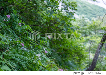 大山ユートピアコースの花々 登山道脇に咲くシモツケソウとヤマアジサイ 鳥取県西伯郡大山町 大山ユートピアコースの花々 登山道脇に咲くシモツケソウとヤマアジサイ 鳥取県西伯郡大山町 129976675
