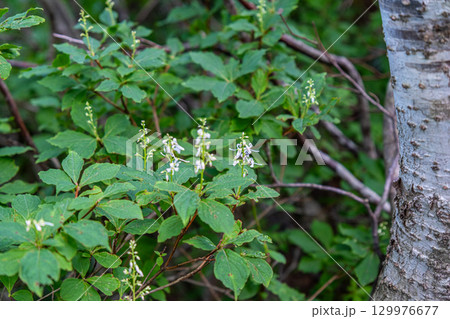 大山ユートピアコースの花々　ホツツジ　鳥取県西伯郡大山町 129976677