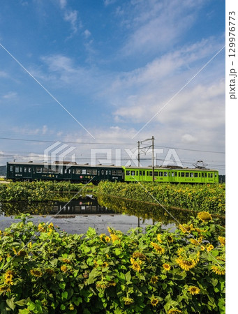 近江鉄道　ひまわり畑を行くお〜いお茶号 129976773