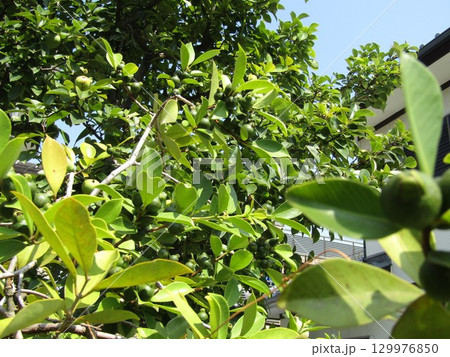 まだまだ未熟なグァバの濃い緑色の実 129976850