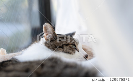 眠る可愛い猫　キジトラ白 129976871