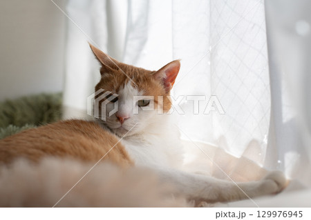 窓辺でくつろぐ猫　茶トラ白 129976945