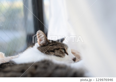 眠る可愛い猫　キジトラ白 129976946