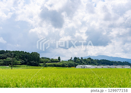 夏の田んぼと青い空 夏の田んぼと青い空 129977158