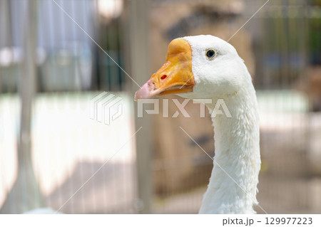 遠くを見つめるコールダック 遠くを見つめるコールダック 129977223