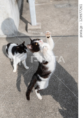 ジャンプする猫 ジャンプする猫 129977261
