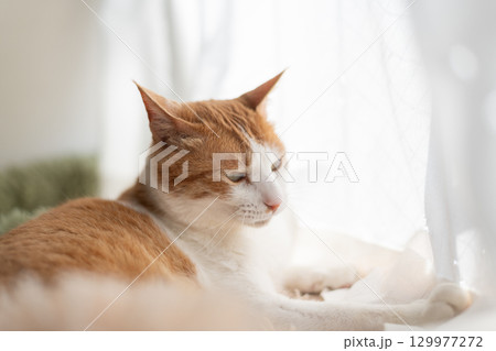 窓辺でくつろぐ猫 茶トラ白 窓辺でくつろぐ猫 茶トラ白 129977272