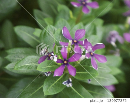 紫色(マゼンタ)の花を咲かせた日々草 紫色(マゼンタ)の花を咲かせた日々草 129977273