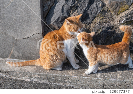 寄り添う猫の親子 129977377