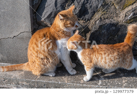 寄り添う猫の親子 寄り添う猫の親子 129977379