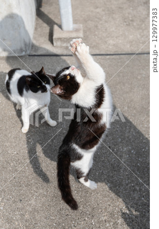 ジャンプする猫 ジャンプする猫 129977383