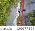 水田の水路を飛び回るハグロトンボ 129977392