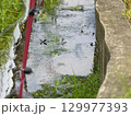 水田の水路を飛び回るハグロトンボ 129977393