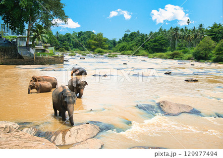 ピンナワラの象の孤児園で遊ぶ象達 129977494