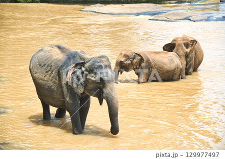 ピンナワラの象の孤児園で遊ぶ象達 129977497
