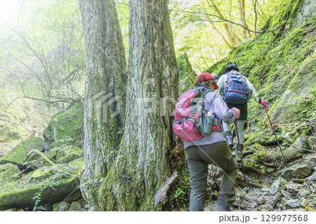 山梨県、西沢渓谷の景色 129977568