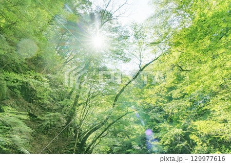 山梨県、西沢渓谷の景色 129977616