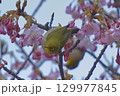 河津桜とメジロ 129977845