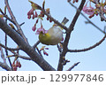 河津桜とメジロ 129977846