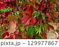 Parthenocissus quinquefolia, known as Virginia creeper, Victoria creeper, five-leaved ivy.  129977867