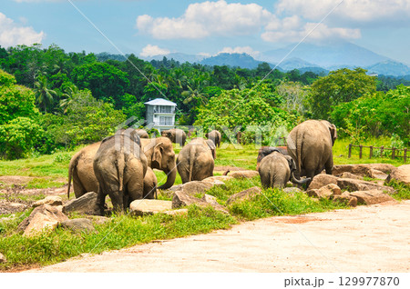 ピンナワラの象の孤児園で遊ぶ象達 ピンナワラの象の孤児園で遊ぶ象達 129977870