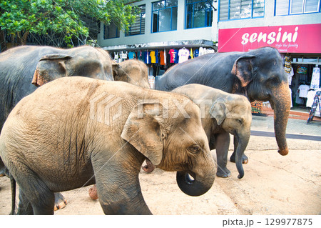 ピンナワラの象の孤児園で遊ぶ象達 129977875