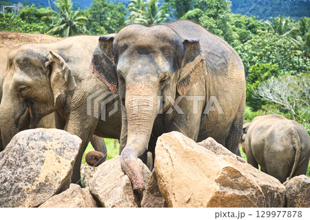 ピンナワラの象の孤児園で遊ぶ象達 129977878