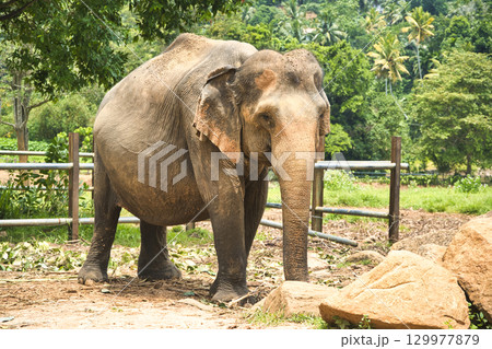 ピンナワラの象の孤児園で遊ぶ象達 ピンナワラの象の孤児園で遊ぶ象達 129977879