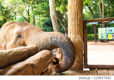 ピンナワラの象の孤児園で遊ぶ象達 129977882