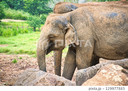 ピンナワラの象の孤児園で遊ぶ象達 129977883