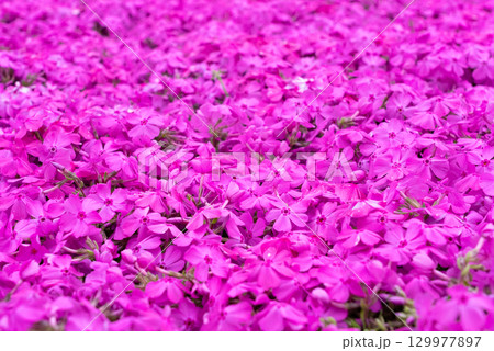 芝桜です。 129977897