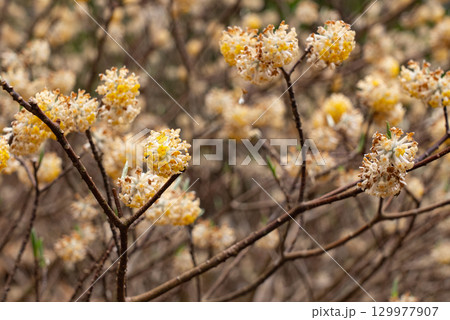 山梨県の都留アルプスに群生するミツマタです。 129977907