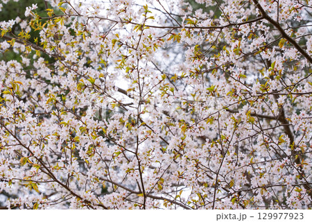 山梨県の都留アルプスに咲いていた山桜です。 129977923