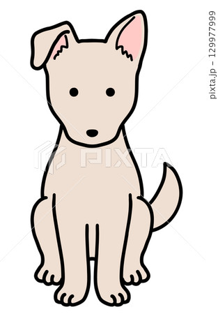 犬・保護犬・雑種犬／クリーム色の犬 129977999