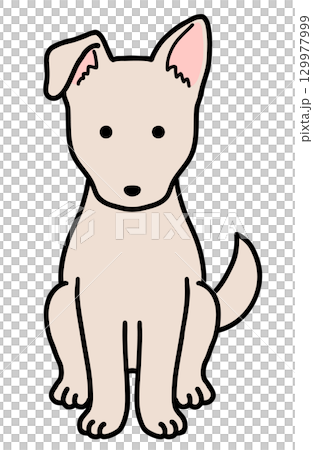 犬・保護犬・雑種犬／クリーム色の犬 129977999