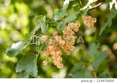 Whitecurrant berries hanging on bush in sunlight 129978009