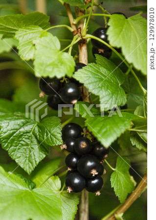 Blackcurrant berries on a bush with green leaves 129978010